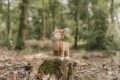 pol_pl_Little-Dutch-Przytulanka-mala-Sarenka-Fairy-Garden-4530_2.jpg